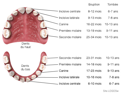 Dents de lait